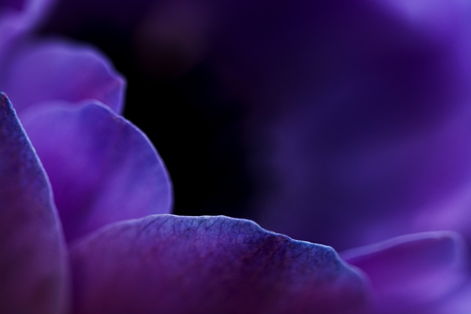purple flower
